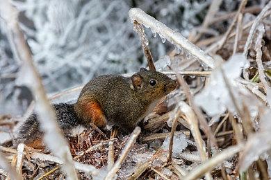 《红霞岛》欧洲首发价格泄露 标准版80欧元